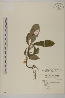 裡白艾納香藏品圖，第1張