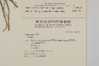 裡白艾納香藏品圖，第2張