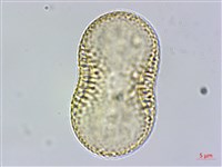 早田氏爵床藏品圖，第3張