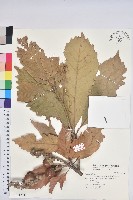 大葉石櫟、大葉校栗藏品圖，第1張