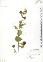 冬葵子藏品圖，第1張