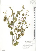 冬葵子藏品圖，第1張