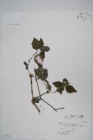 賽山藍藏品圖，第1張