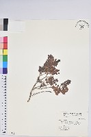 玉山巖桃藏品圖，第1張