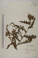 白花小薊藏品圖，第1張