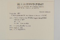 白花小薊藏品圖，第2張