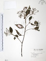 樟樹藏品圖，第1張