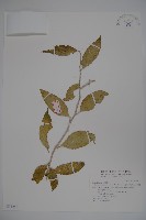 山柑、臺灣山柑藏品圖，第1張