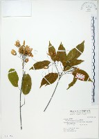 樟葉槭, 飛蛾子樹藏品圖，第1張