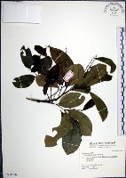 疏花魚藤藏品圖，第1張