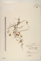 細葉鼠麴草藏品圖，第1張