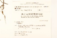 細葉鼠麴草藏品圖，第2張