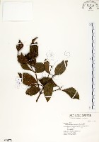 瓊楠藏品圖，第1張