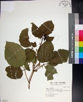 止宮樹藏品圖，第1張