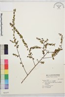 小葉黃鱔藤藏品圖，第2張