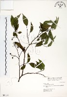 朴樹藏品圖，第1張