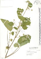 冬葵子藏品圖，第1張