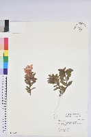 金毛杜鵑藏品圖，第1張