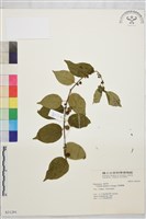 亞洲濱棗藏品圖，第2張