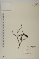 登錄號:S031293藏品圖，第1張