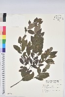 土密樹藏品圖，第1張