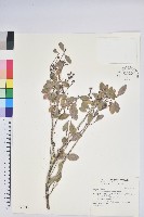 凹葉越橘藏品圖，第1張