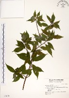 華八仙藏品圖，第1張