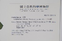 日本牛膝藏品圖，第2張