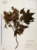 黃杞藏品圖，第1張