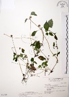 長梗盤花麻藏品圖，第1張