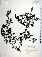 水雞油藏品圖，第1張