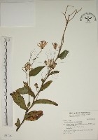 臺灣油點草藏品圖，第1張