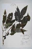 冇骨消藏品圖，第1張