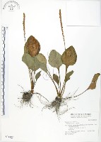 車前草藏品圖，第1張