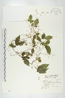 絞股藍藏品圖，第1張