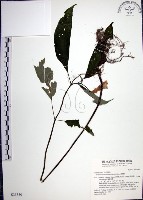 角桐草、台灣半蒴苣苔藏品圖，第1張