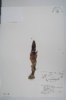 穗花蛇菰藏品圖，第1張