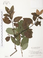 杜鵑桑寄生藏品圖，第1張