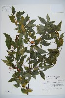 狹葉莢迷藏品圖，第1張