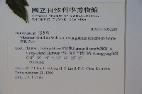 狹葉莢迷藏品圖，第2張