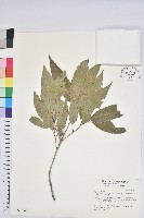 狹葉椆藏品圖，第1張