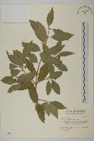 刺果衛矛藏品圖，第1張