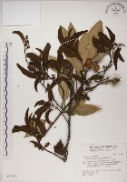 椆樹桑寄生, 大葉榿寄生藏品圖，第1張