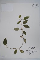 布朗藤藏品圖，第1張