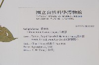 布朗藤藏品圖，第2張