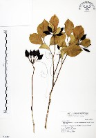 長果月橘藏品圖，第1張