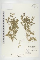 廣東葶藶藏品圖，第1張