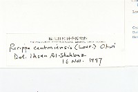 廣東葶藶藏品圖，第3張