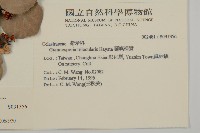 蘭嶼裸實藏品圖，第2張