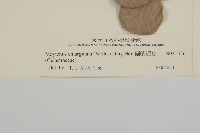 蘭嶼裸實藏品圖，第3張